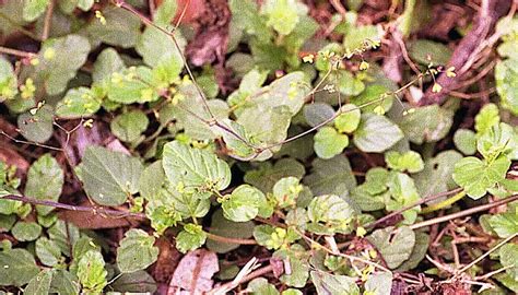 common weeds in the philippines with scientific name|20 common weeds in the Philippines and their scientific names.